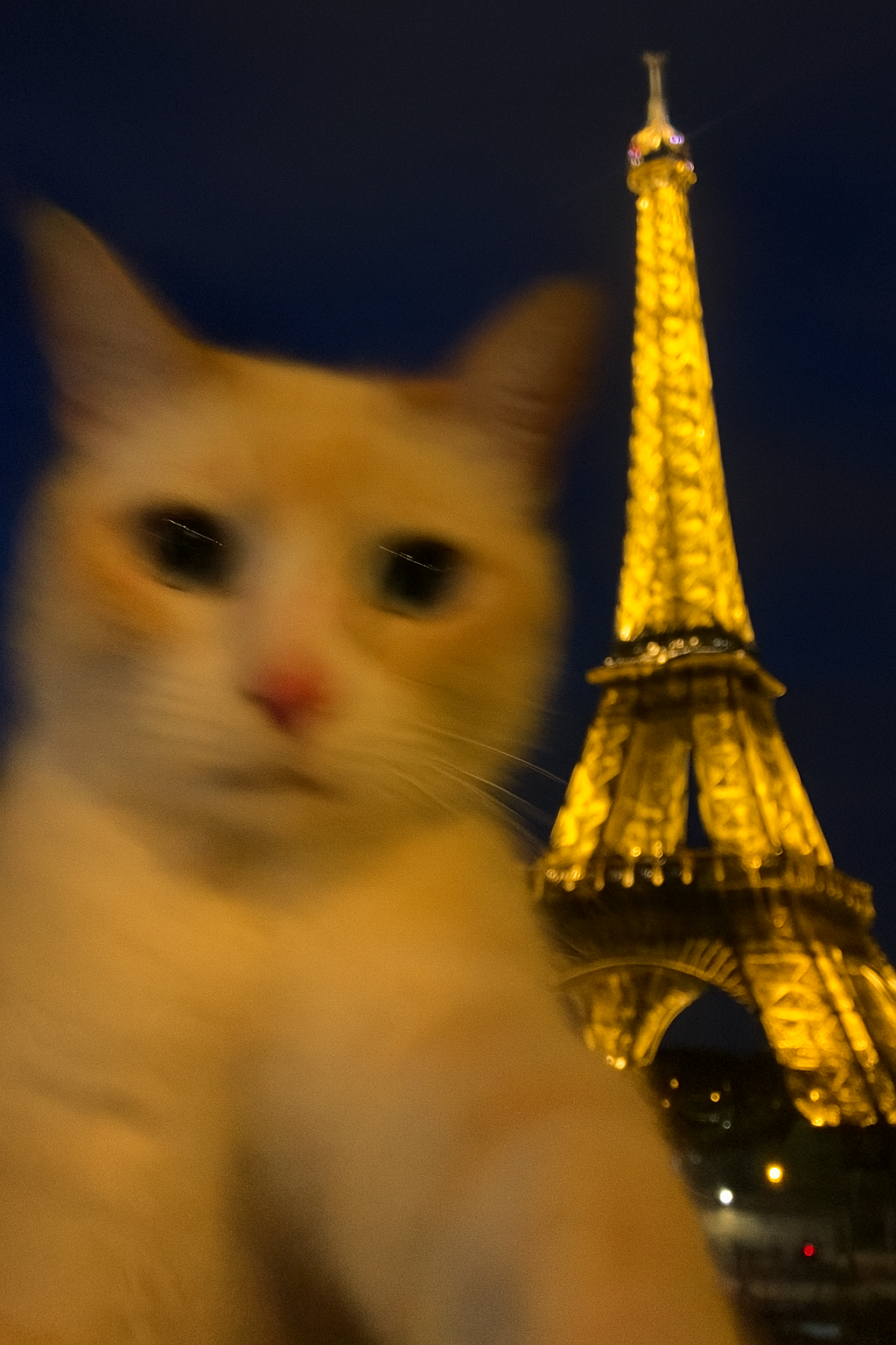 Accidental Cat Selfie